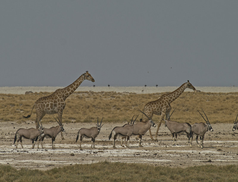Okaukuejo, Giraffe, Oryx